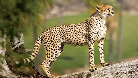 Cheetah : आणखी १२ चित्त्यांचे भारतात होणार आगमन