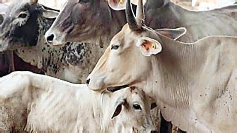 पशुपालकांचे प्रस्ताव लालफितीत ; केवळ 1200 पशुपालकांनाच मिळाली मदत