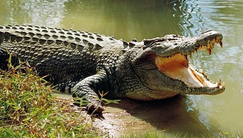 Ratnagiri News : खेडमधील जगबुडी नदीपत्रात आणखी दोन मगरींचा मृत्यू