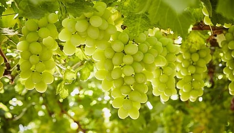 द्राक्षबागांसाठी प्लाास्टिक कव्हरचा 8 जिल्ह्यांत प्रकल्प