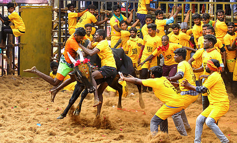 Jallikattu Event