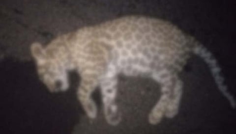 पुणे : दुचाकीच्या धडकेत बिबट्या जखमी