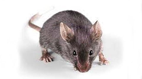 A gene makes rats enemies of chicks