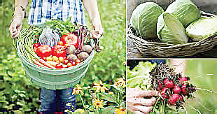 आता शेतकर्यांसाठीच पोषणमूल्य आधारित शेतीची गरज; नारायणगाव कृषी विज्ञान केंद्राचा अनोखा उपक्रम