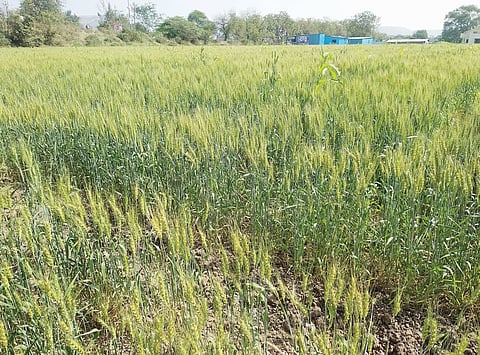 पुणे : बदलत्या वातावरणाचा पिकांवर परिणाम, शेतकर्यांची चिंता वाढली