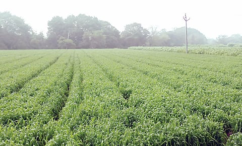 पुणे : गहू, हरभरा पिकाला फायदा वाढत्या थंडीचा