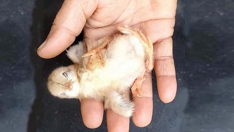 रायगड : ऐकावं ते नवलंच! लाडवलीमध्ये जन्माला आले चार पायाचे कोंबडीचे पिल्लू