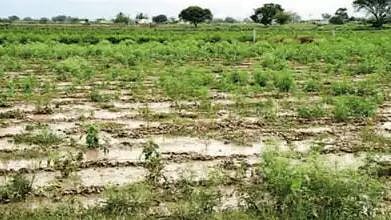 नगर : अवकाळी पावसाचा रब्बीला फटका