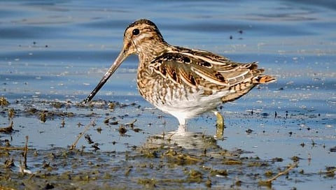 लातूर जिल्ह्यात आशियाई पक्षीगणनेस सुरूवात; कव्हा तलावावर आढळले ३६ प्रजातींचे पक्षी