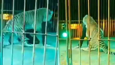 Tiger Attacks Circus Trainer : सर्कशीच्या लाईव्ह शो मध्ये वाघाने ट्रेनवरच चढवला हल्ला (VIDEO)