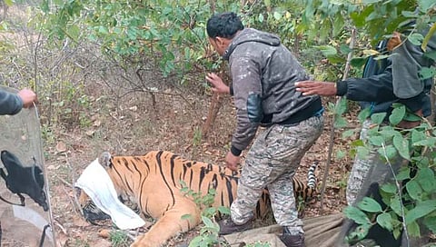 वाघाला जेरबंद करण्यात यश