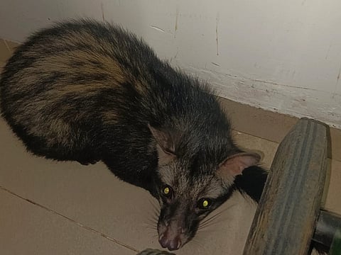 पुणे: अज्ञात वाहनाच्या धडकेने उदमांजर ठार