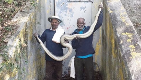 Padma Awards 2023 : ‘पद्मश्री’साठी फोन आला तेव्हाही ते दोघे पकडत होते साप…