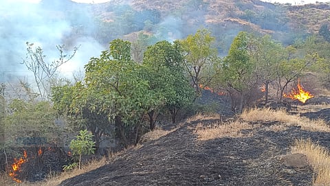 नगर : वनमित्र पथकाच्या सतर्कतेमुळे वनसंपदा वाचली !