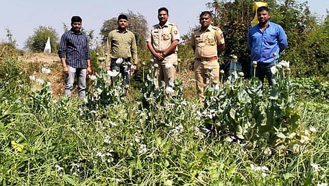 औरंगाबाद : गावतांडा येथे अफूच्या शेतीवर छापा; तीन लाखांचा मुद्देमाल जप्त