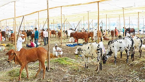 कोल्हापूर : विषबाधा झाल्याने कणेरी मठावरील 12 गायी दगावल्या; पशुवैद्यकीय अधिकाऱ्यांची माहिती