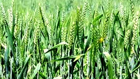 उन्हाळ्यातही शक्य गव्हाची लागवड; ‘आयसीएआर’ने विकसित केले नवे वाण