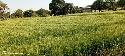 पिंपळनेर : पोषक वातावरणामुळे बहरलेले गहू पिक.