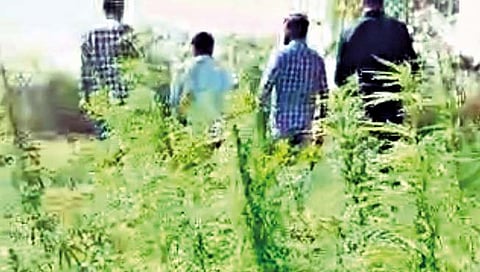 बुलढाणा: हत्ता येथे शेतात छापा टाकून दीड कोटींचा गांजा जप्त