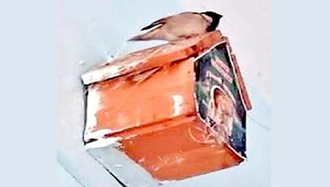 औरंगाबाद : चिऊताईंना मिळाले हक्काचे घर अन् त्या संसार थाटू लागल्या