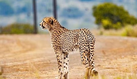 cheetahs in Madhya Pradesh : दक्षिण आफ्रिकेतील १२ चित्ते भारतात दाखल, त्यांच्या स्वागतासाठी कुनो नॅशनल पार्क सज्ज (पाहा व्हिडिओ)