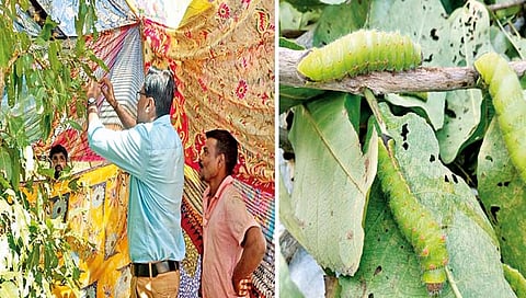 उचाटची नवी ओळख…‘जंगल रेशीमचे गाव’