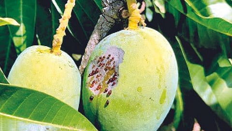 सिंधुदुर्ग : देवगड हापूसला सनस्ट्रोक! वाढत्या उष्म्यामुळे आंबा पीक धोक्यात