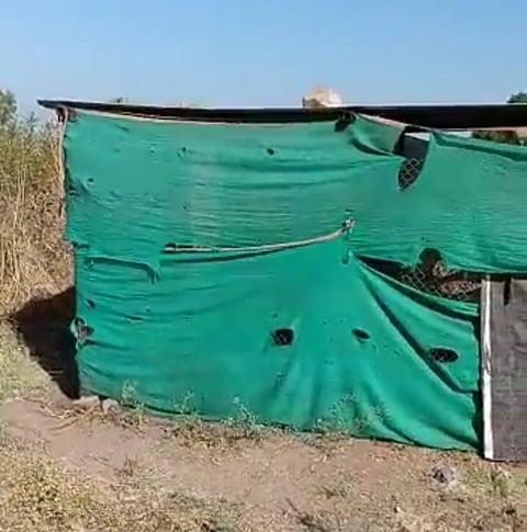 नांदगाव : या गोठ्यातून अज्ञाताने शेळ्यांची चोरी केली.