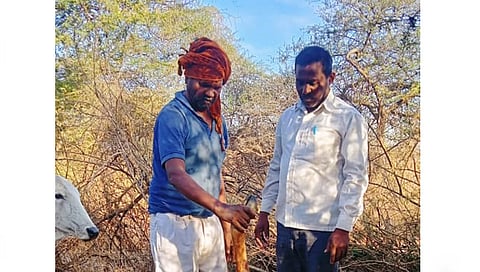 पिंपळनेर : मृत गायीचा पंचनामा करताना वनविभागाचे कर्मचारी. (छाया: अंबादास बेनुस्कर)