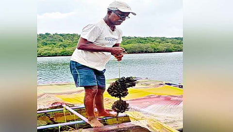 रत्नागिरीत 46 प्रकल्पांमधून स्थानिकांच्या हाताला काम