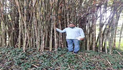 बांबू शेती शाश्वत शेतीचा नवा पर्याय