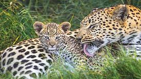 बिबट्या आणि बछडे www.pudhari.news