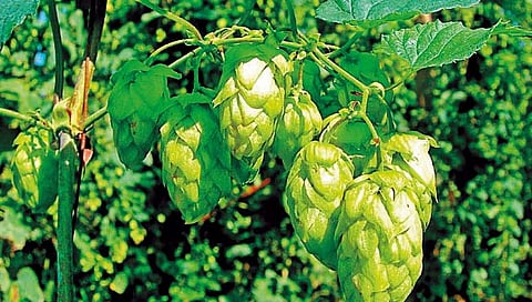 vegetables : १ तोळे सोन्याच्या किमतीपेक्षाही महाग आहे ही भाजी!