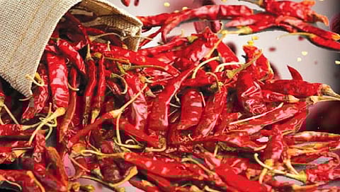 सोलापूर : यंदा लागणार मिरचीचा ठसका