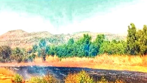 रायगड : सततच्या वणव्यामुळे वनसंपदा होतेय नष्ट