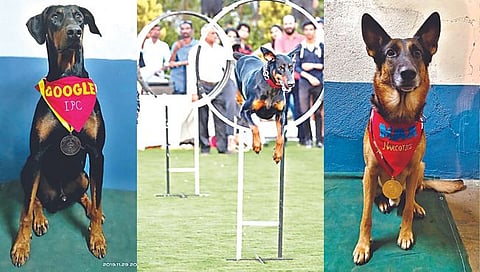 नाशिक पोलिस दलातील “गुगल’, ‘मॅक्स’ देशपातळीवर चमकले ; अंमली पदार्थ शोधून…