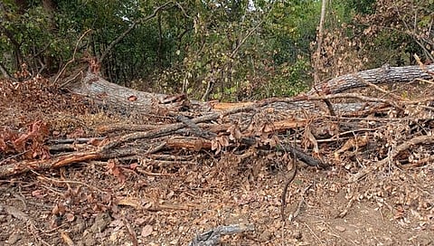 चंद्रपूर : अवैध वृक्षतोड केल्याप्रकरणी वनरक्षकाचे निलंबन