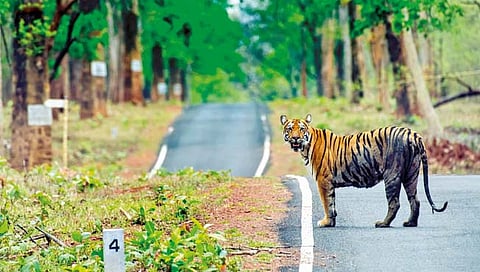 व्याघ्र प्रकल्पातील संरक्षित क्षेत्रावर बांधकाम करण्यास बंदी