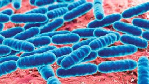 power against cancer : जेवणातील जीवाणूंमुळे होऊ शकते कर्करोगाविरुद्धची शक्ती कमजोर