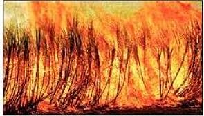 बेळगाव : तोडणी मिळण्यासाठी उसाची होळी; एकरी ६ ते ७ टन वजनात घट