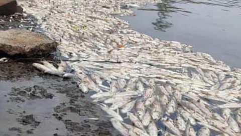 कोल्हापूर : मासे प्रजननावर प्रदूषणाचा परिणाम; समिती स्थापन