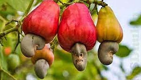 रत्नागिरी : ‘काजू बी’ ला अवघा १२६ रु. दर!