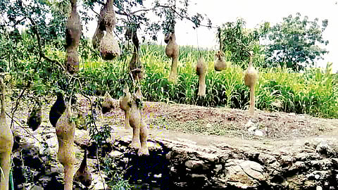 सांगली : बांधावरची झाडं संपली…