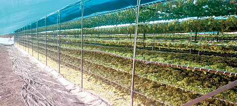 बेदाण्याच्या व्यवहारात शेतकर्यांची कुचेष्टा