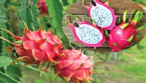 ड्रॅगन फ्रूटमध्ये अनेक आरोग्यदायी गुण