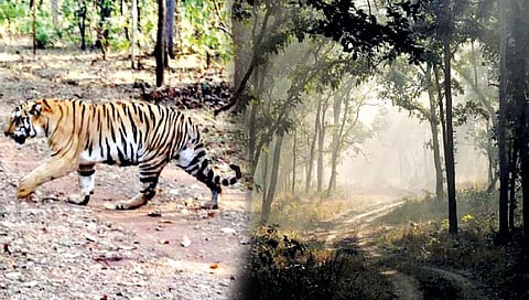 पर्यावरण : पर्यटनाची अतिरेकी धुंदी