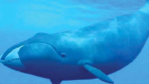 अपत्यांसाठी मोठा त्याग करतात व्हेल मासे