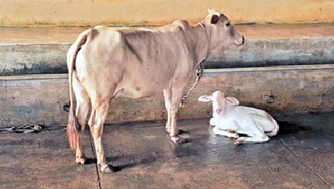 देशी गायींच्या चार प्रजातींची जीनोम संरचना स्पष्ट