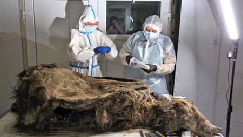 सैबेरियात सापडला 3500 वर्षांपूर्वीच्या अस्वलाचा देह