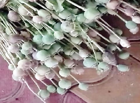 राजगुरुनगर येथे अफूची शेती; एक लाख रुपयांची 61 किलो झाडे जप्त